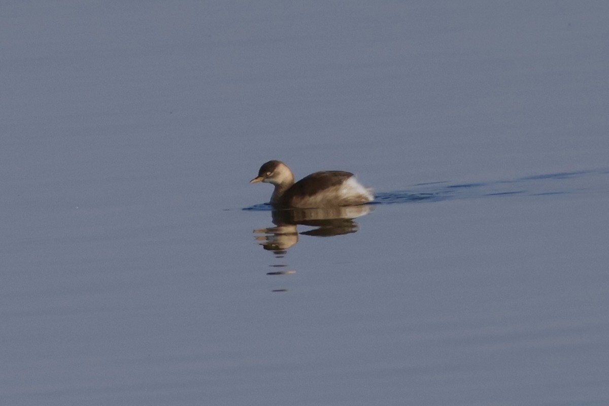 Txilinporta txikia - ML645879878