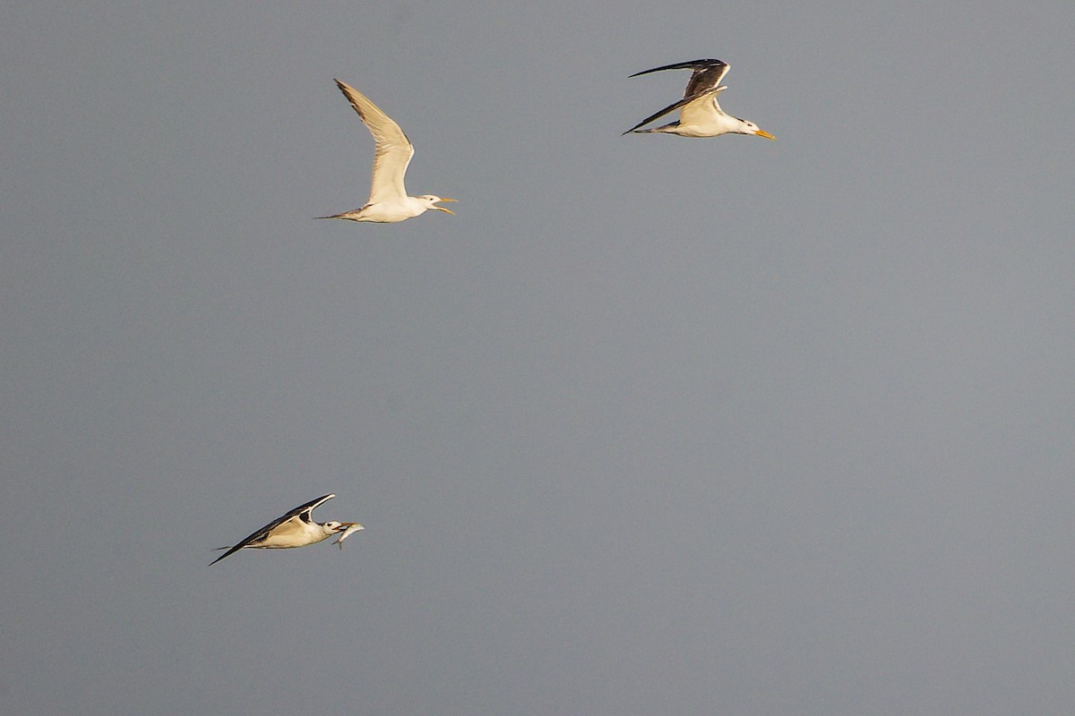 Great Crested Tern - ML645879879