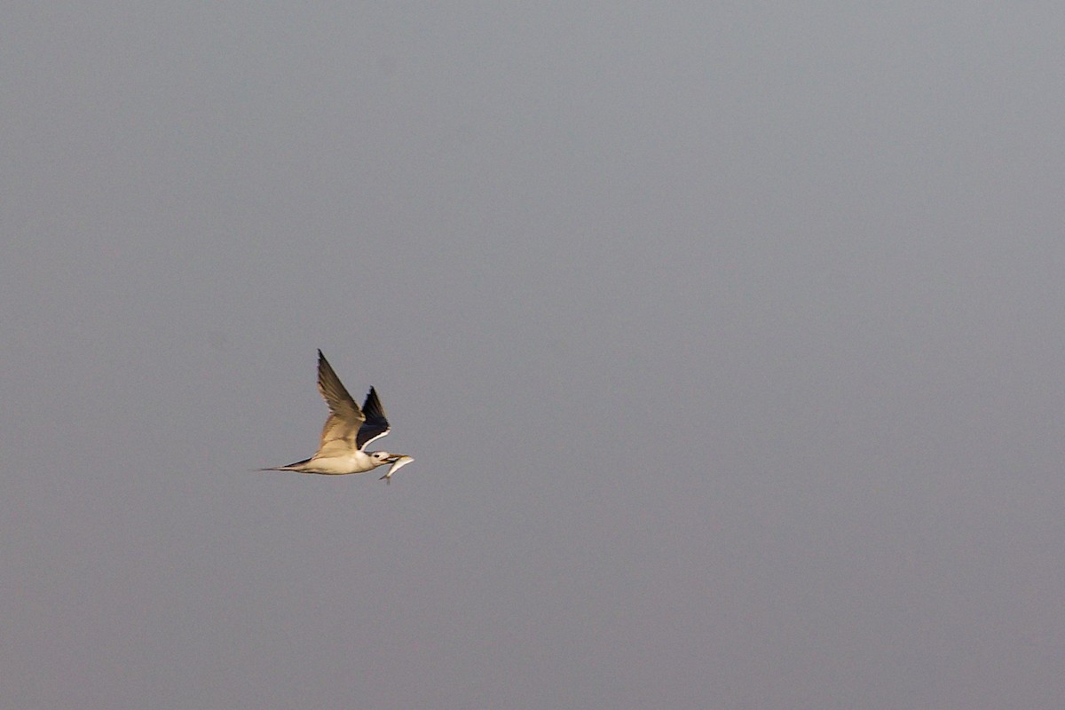 Great Crested Tern - ML645879881