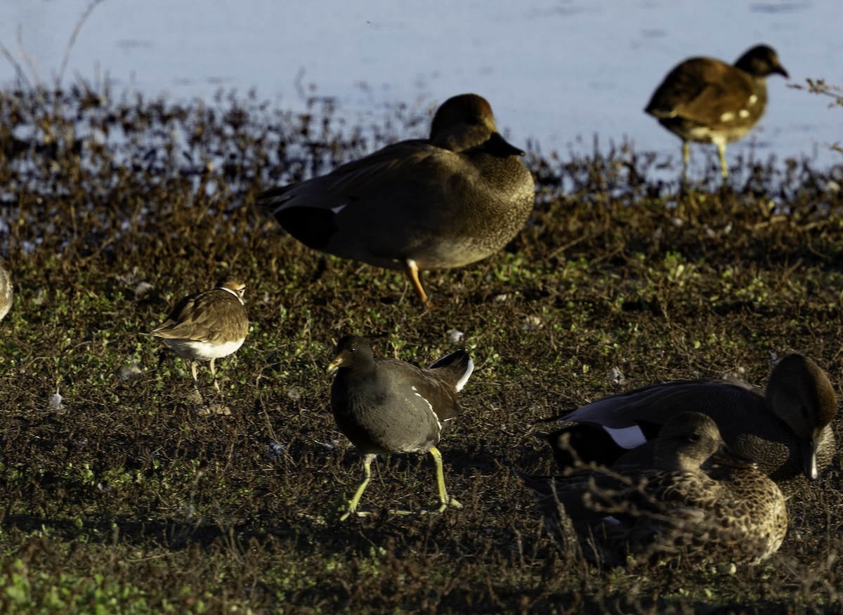 Uroilo amerikarra - ML645879882