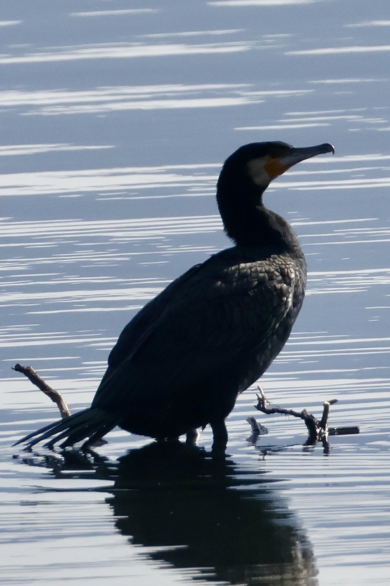 Ubarroi handia - ML645879883