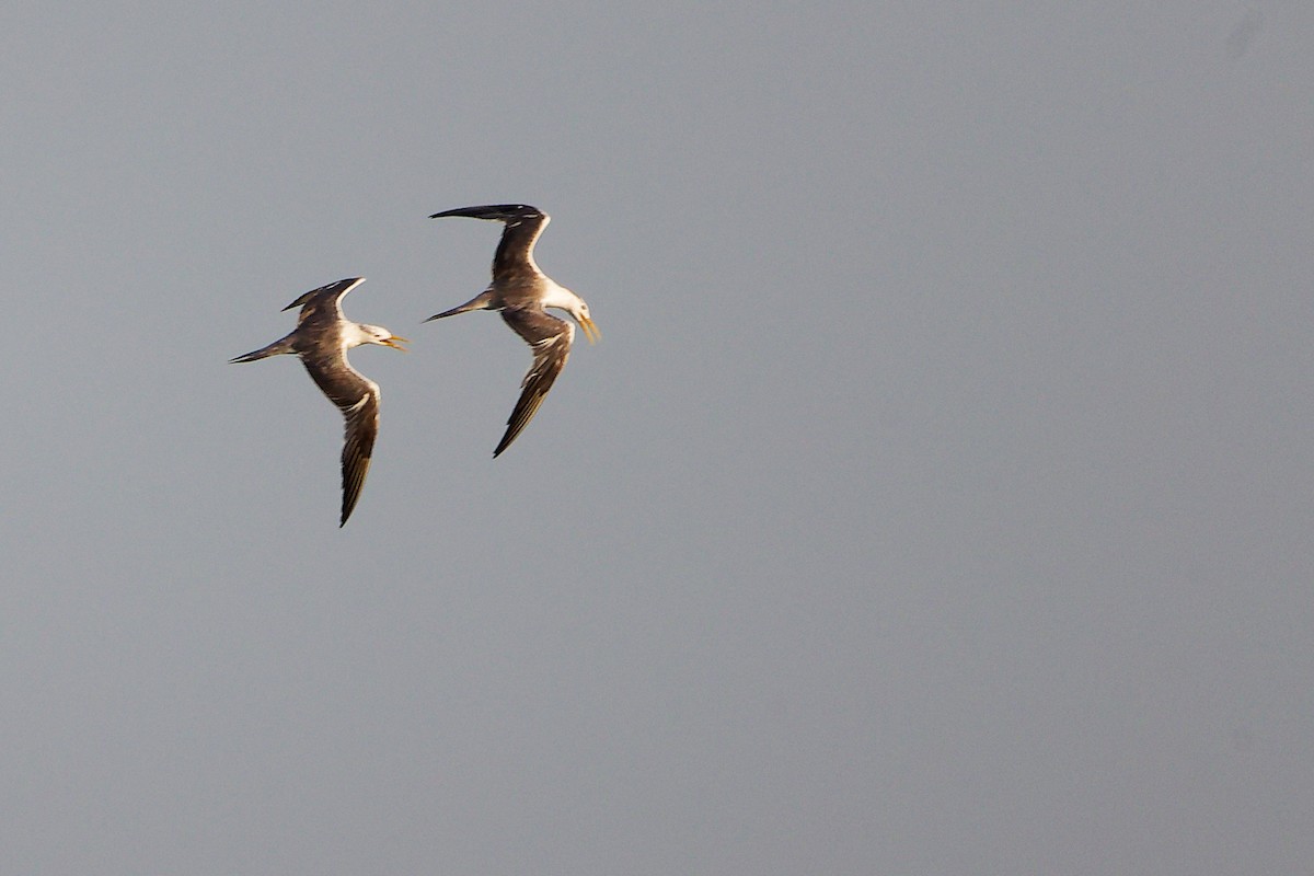 Great Crested Tern - ML645879884