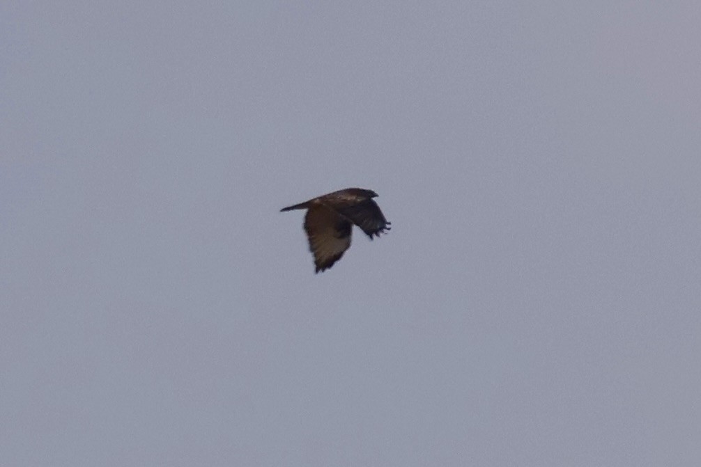 Eastern Buzzard - ML645879885