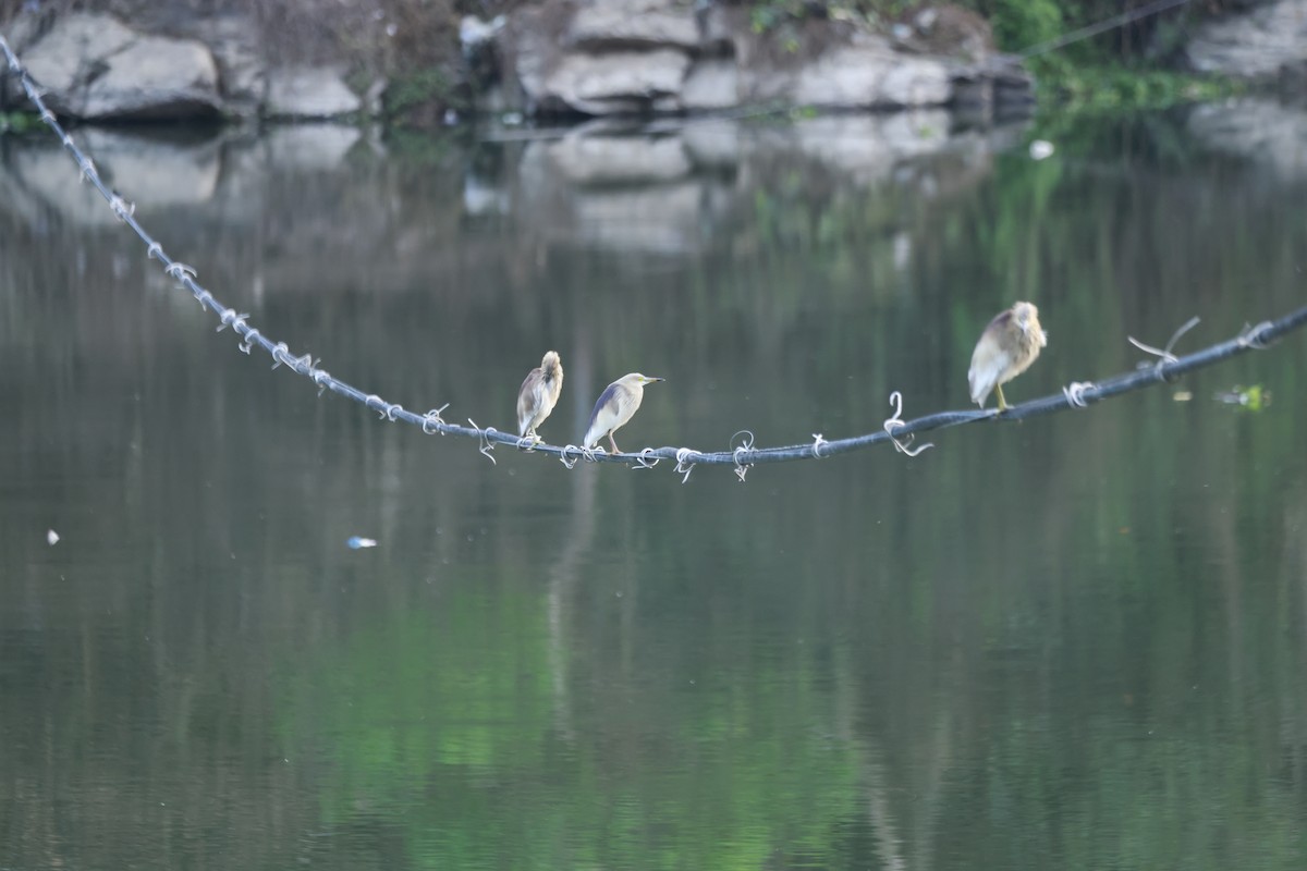 Indian Pond-Heron - ML645879886