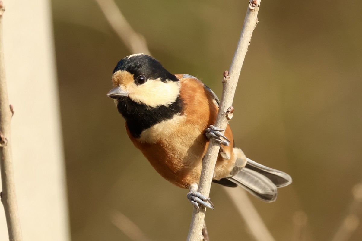 Varied Tit - ML645879888