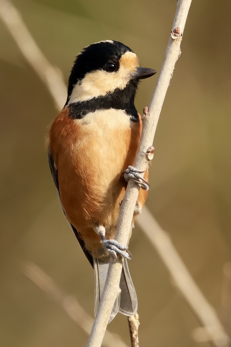 Varied Tit - ML645879889