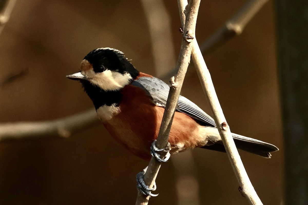 Varied Tit - ML645879890