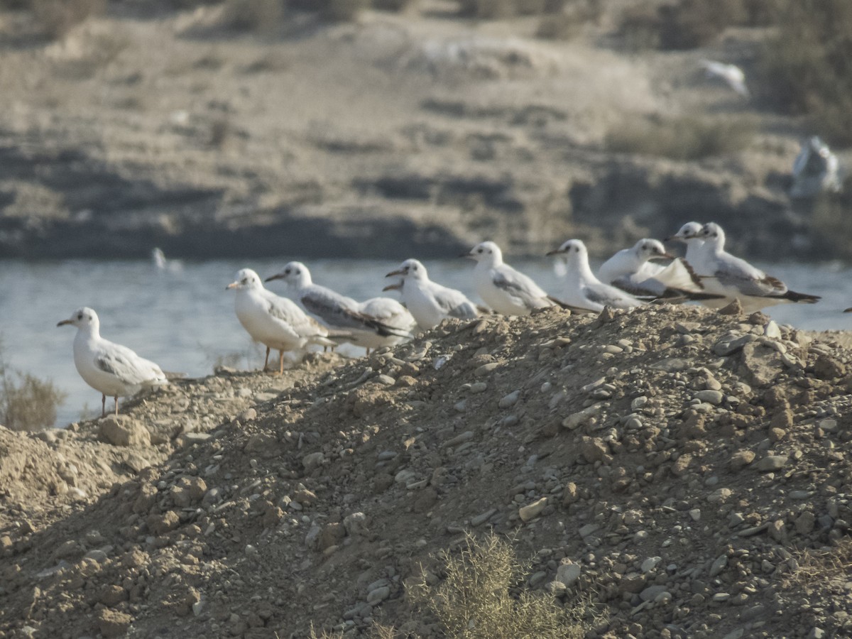 Antxeta mokogorria - ML645879893