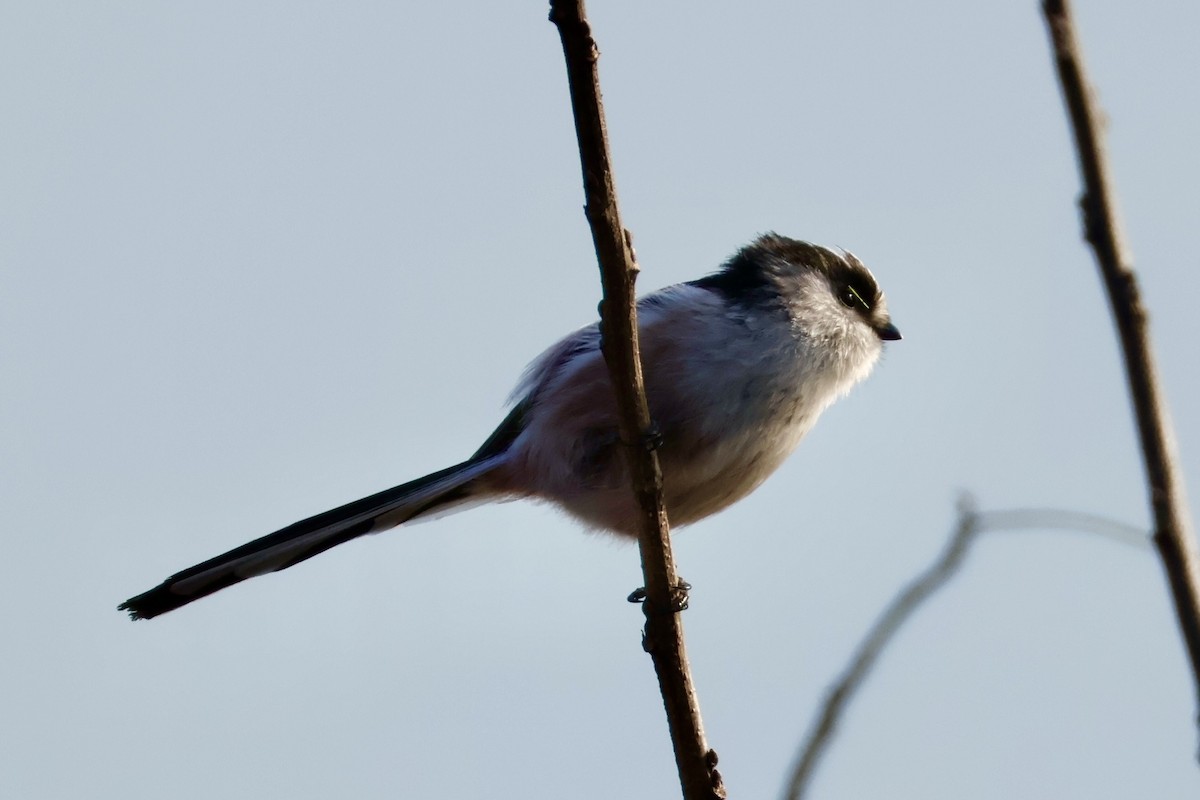 Buztanluze arrunta - ML645879894