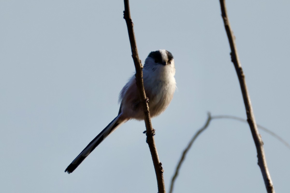 Buztanluze arrunta - ML645879895