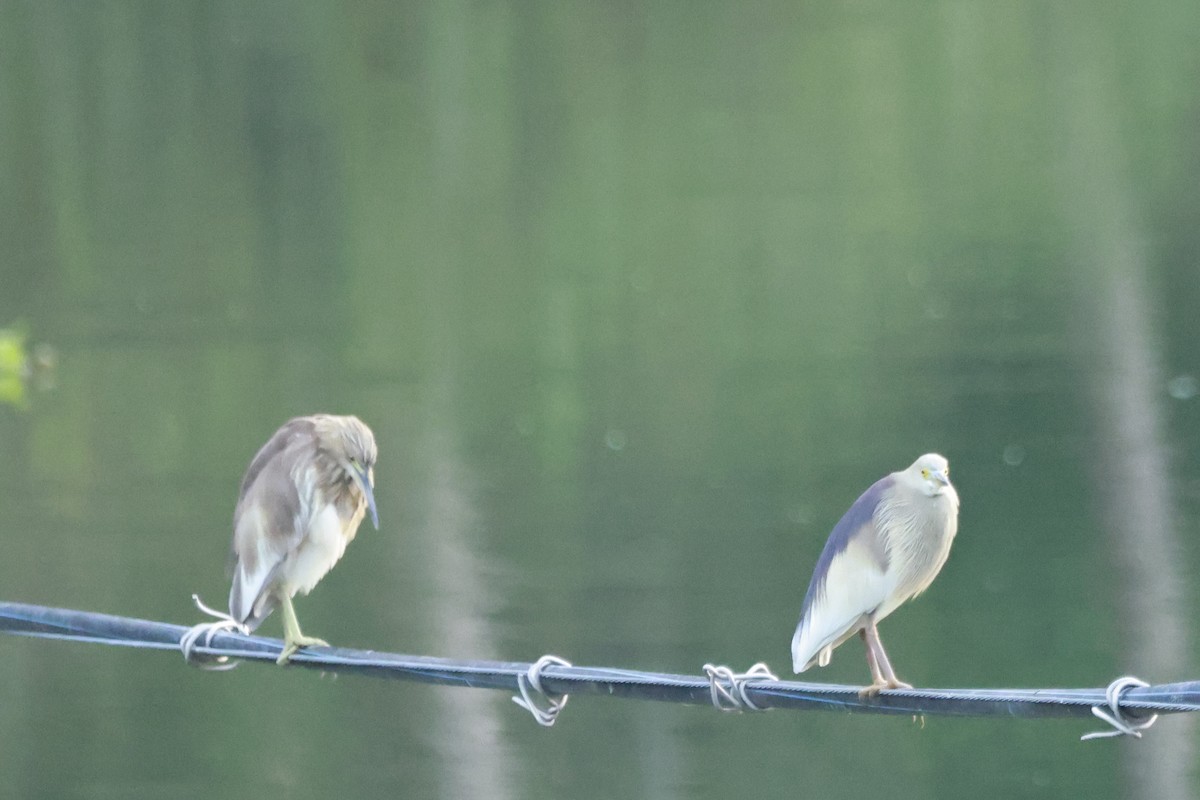 Indian Pond-Heron - ML645879896