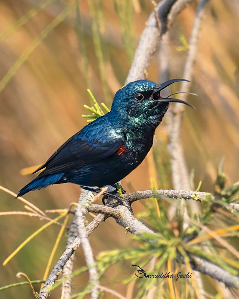 Purple Sunbird - ML645879900