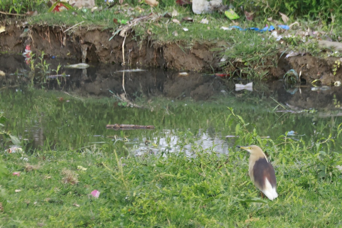 Indian Pond-Heron - ML645879906