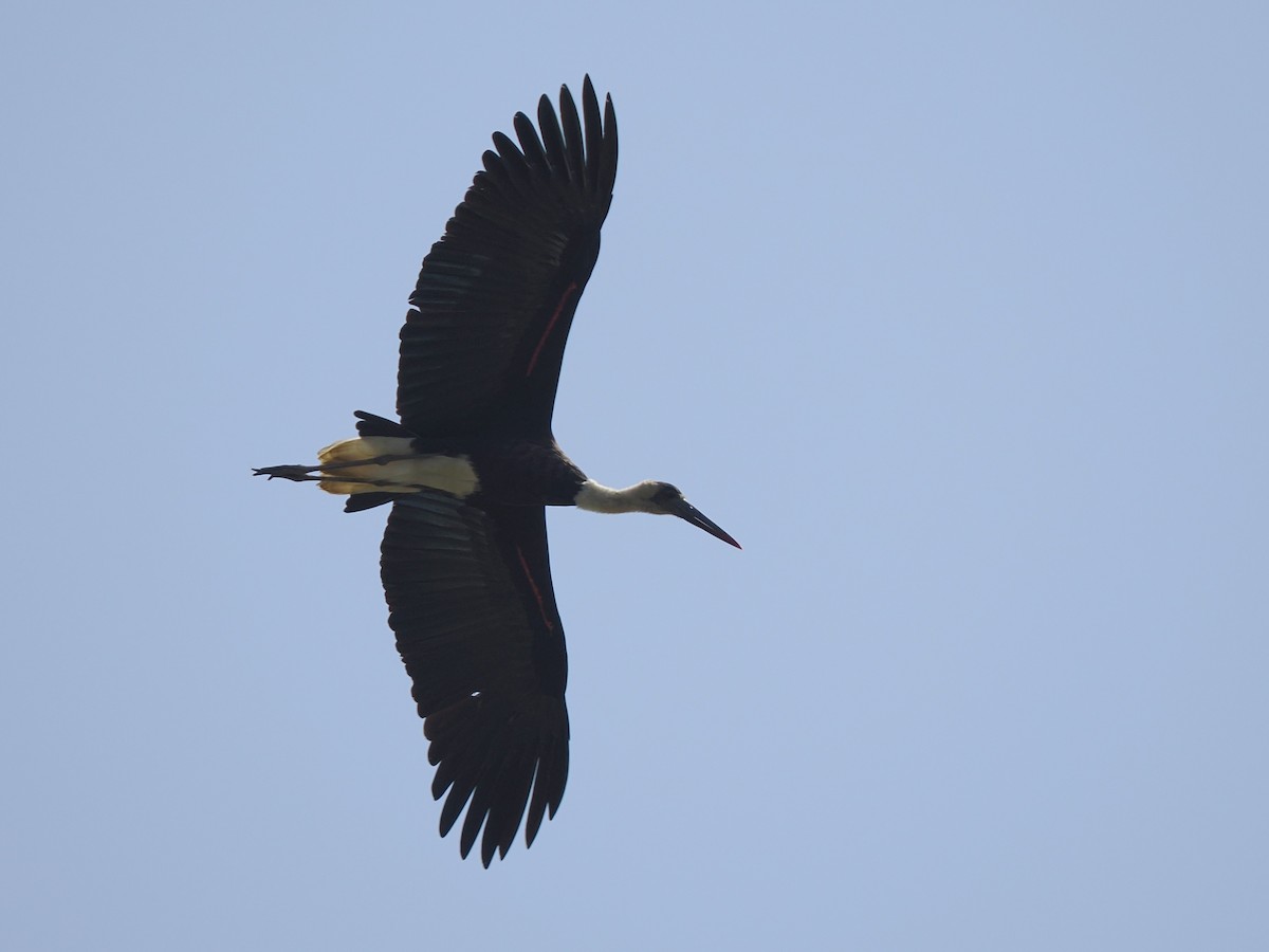 African Woolly-necked Stork - ML645879909