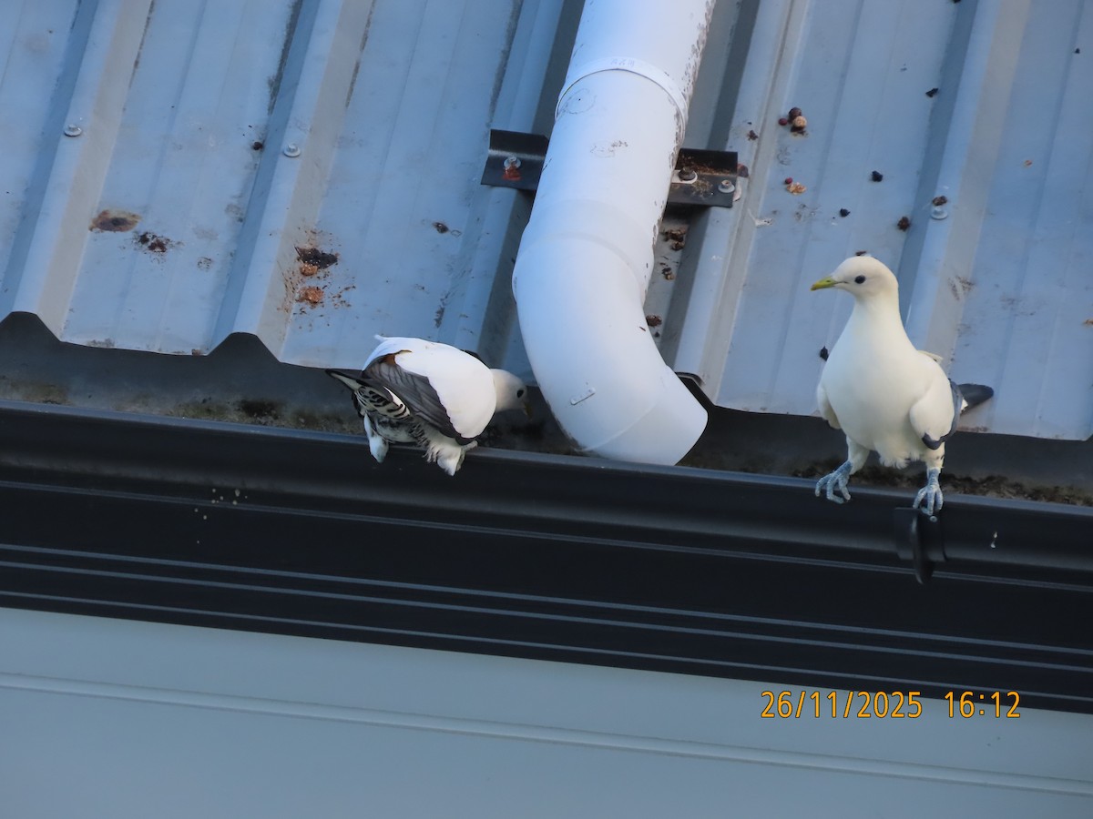 Torresian Imperial-Pigeon - ML645879910