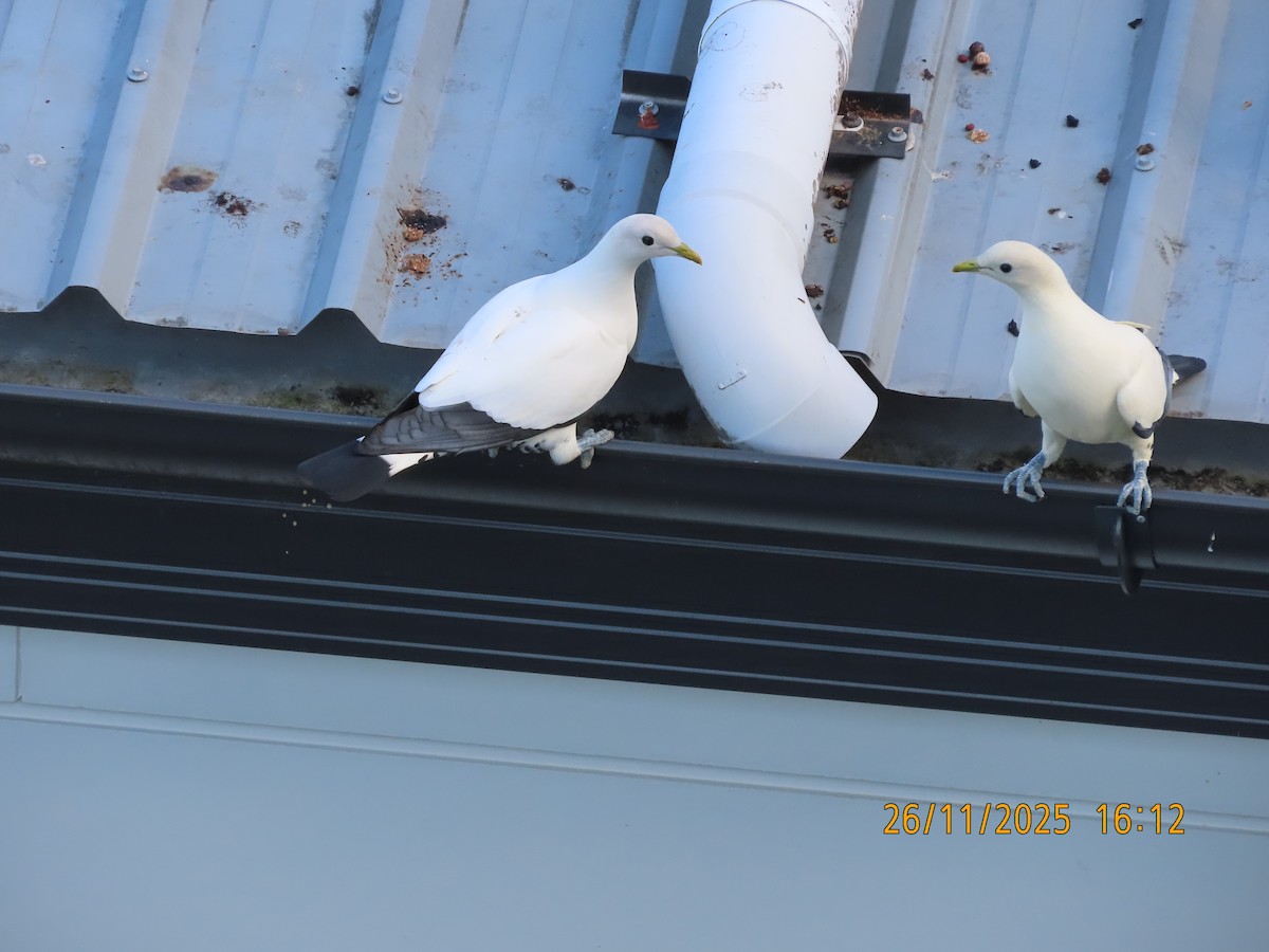 Torresian Imperial-Pigeon - ML645879917