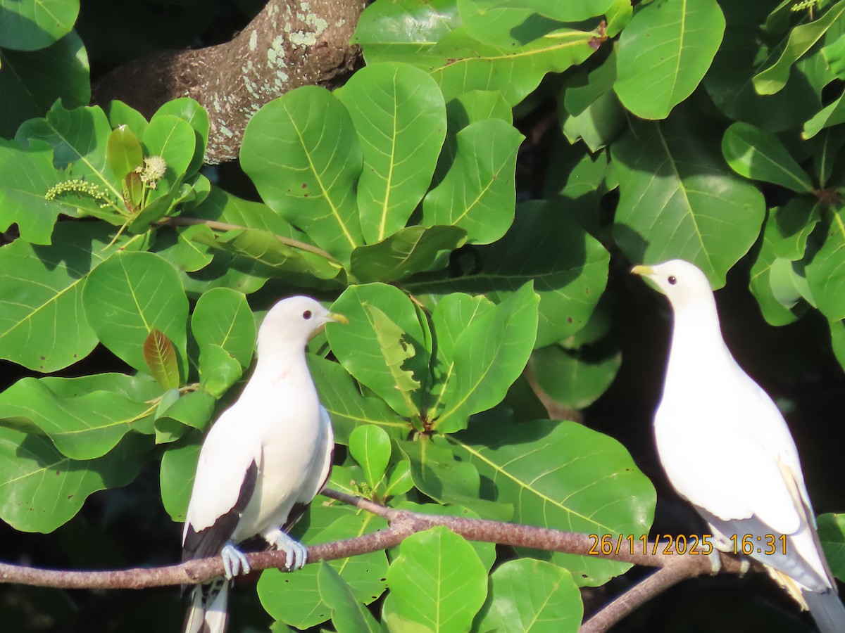 Torresian Imperial-Pigeon - ML645879919