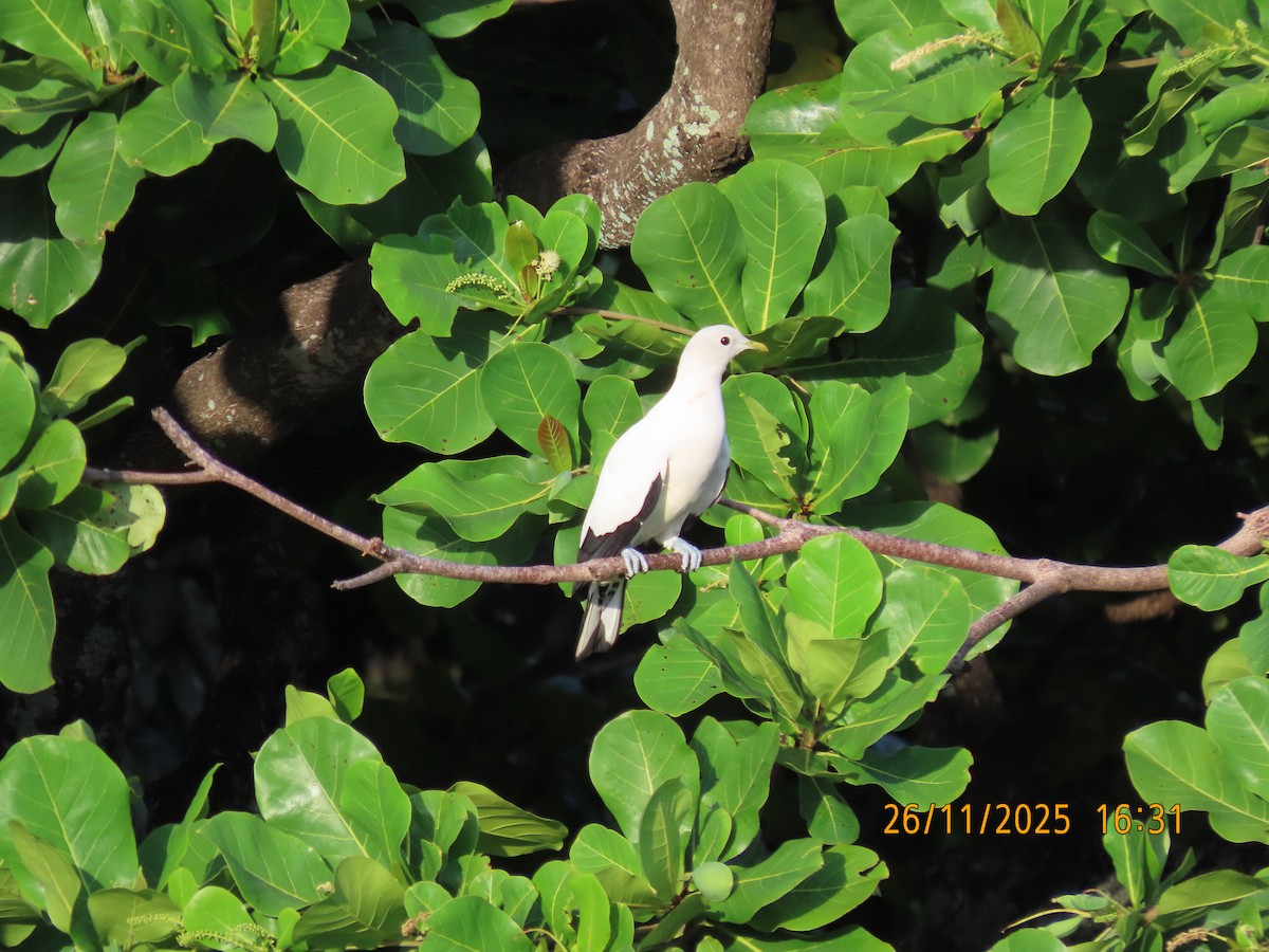 Torresian Imperial-Pigeon - ML645879922