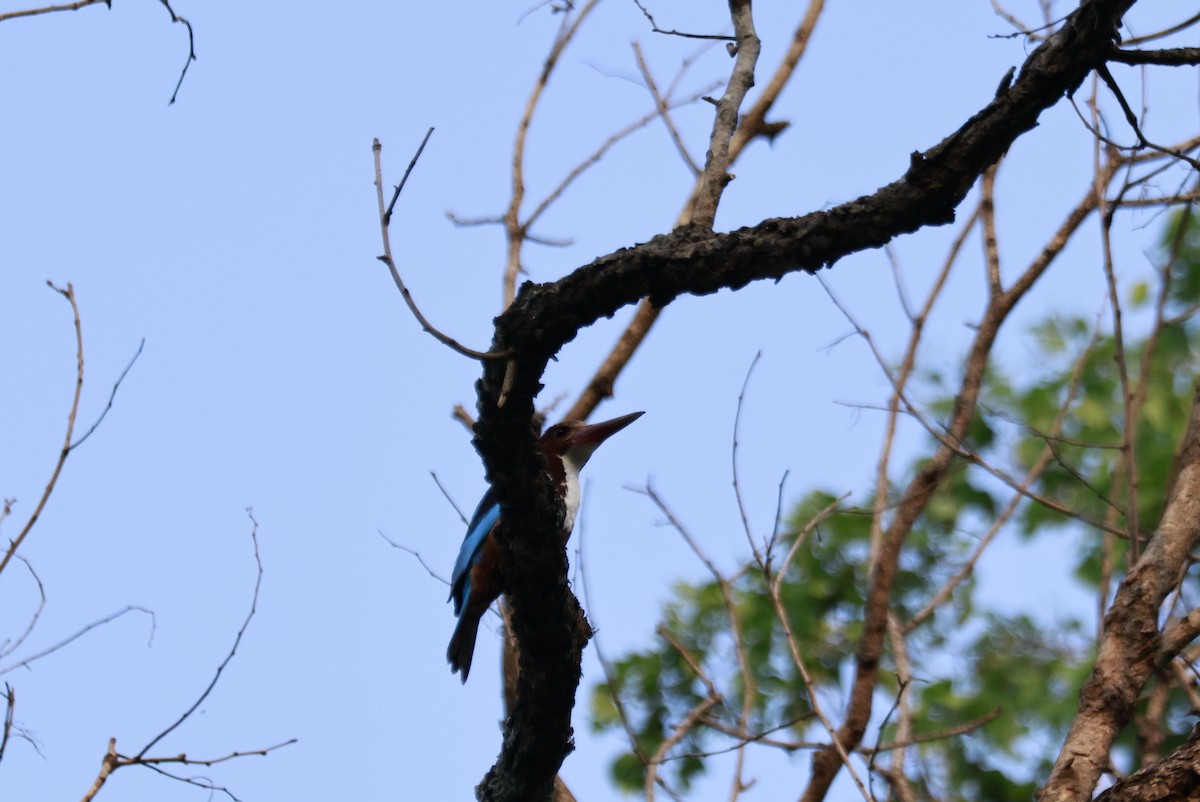 Martin-chasseur de Smyrne - ML645879923