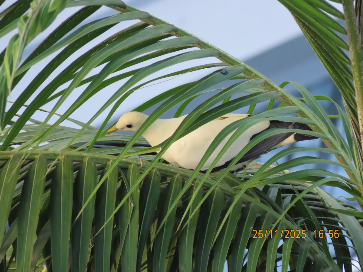Torresian Imperial-Pigeon - ML645879927