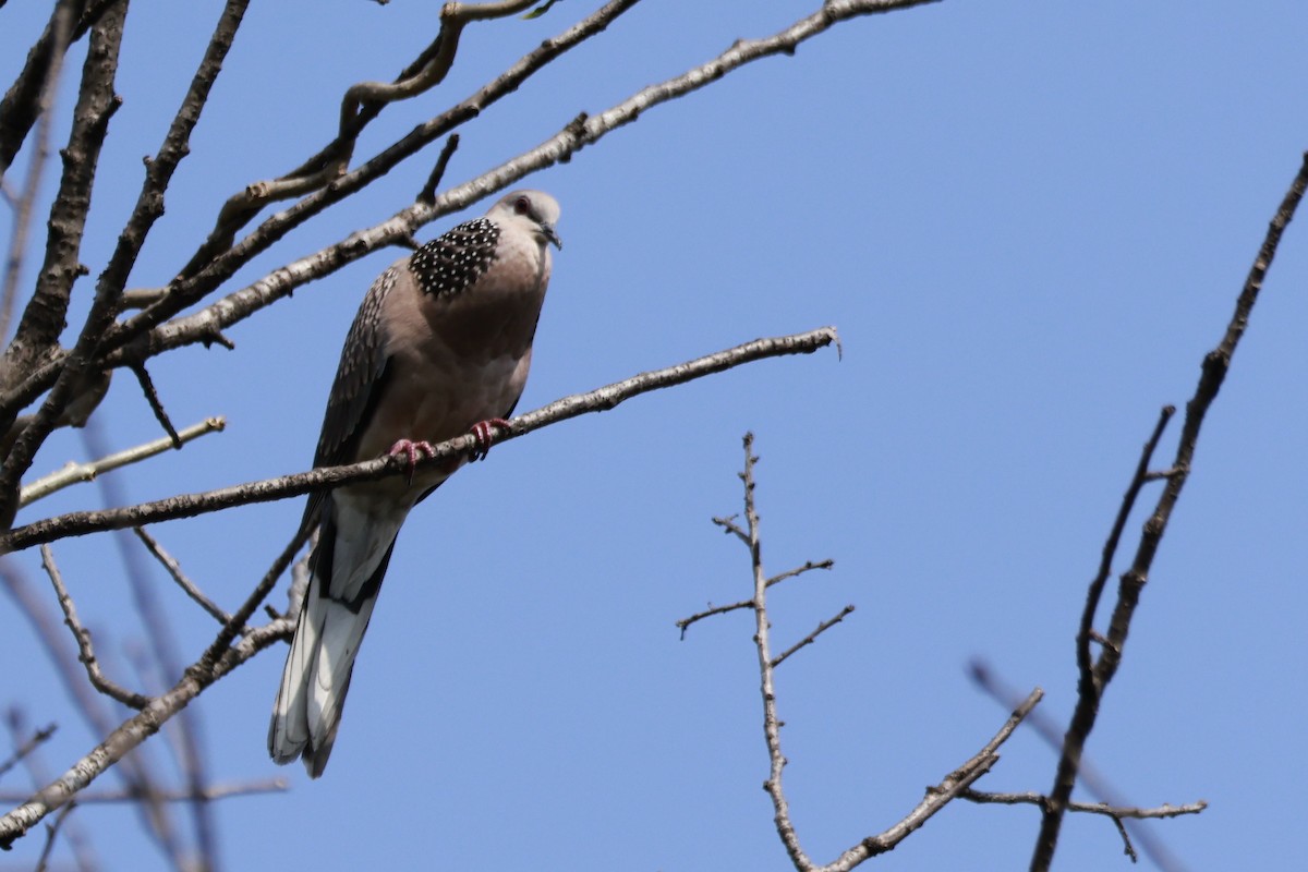 Tourterelle tigrine - ML645879930