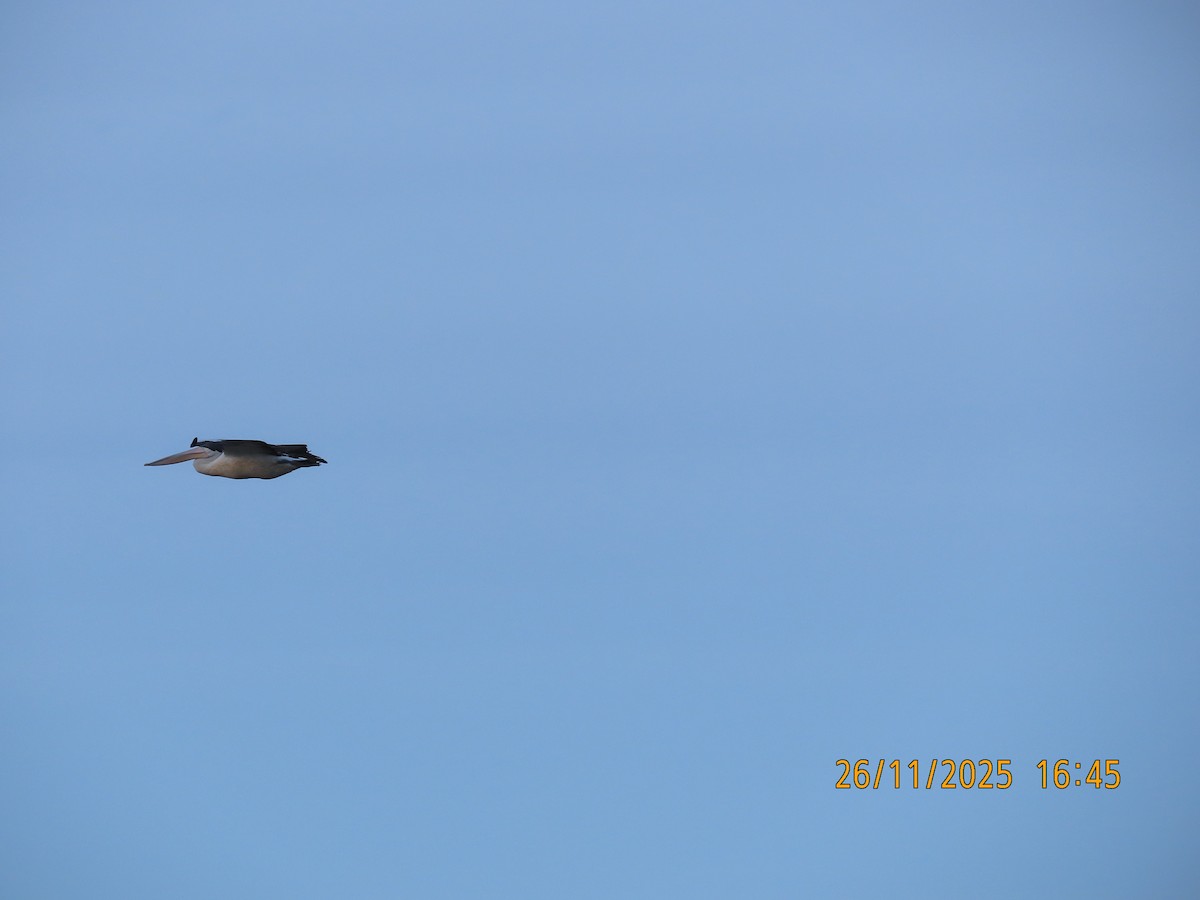 Australian Pelican - ML645879932