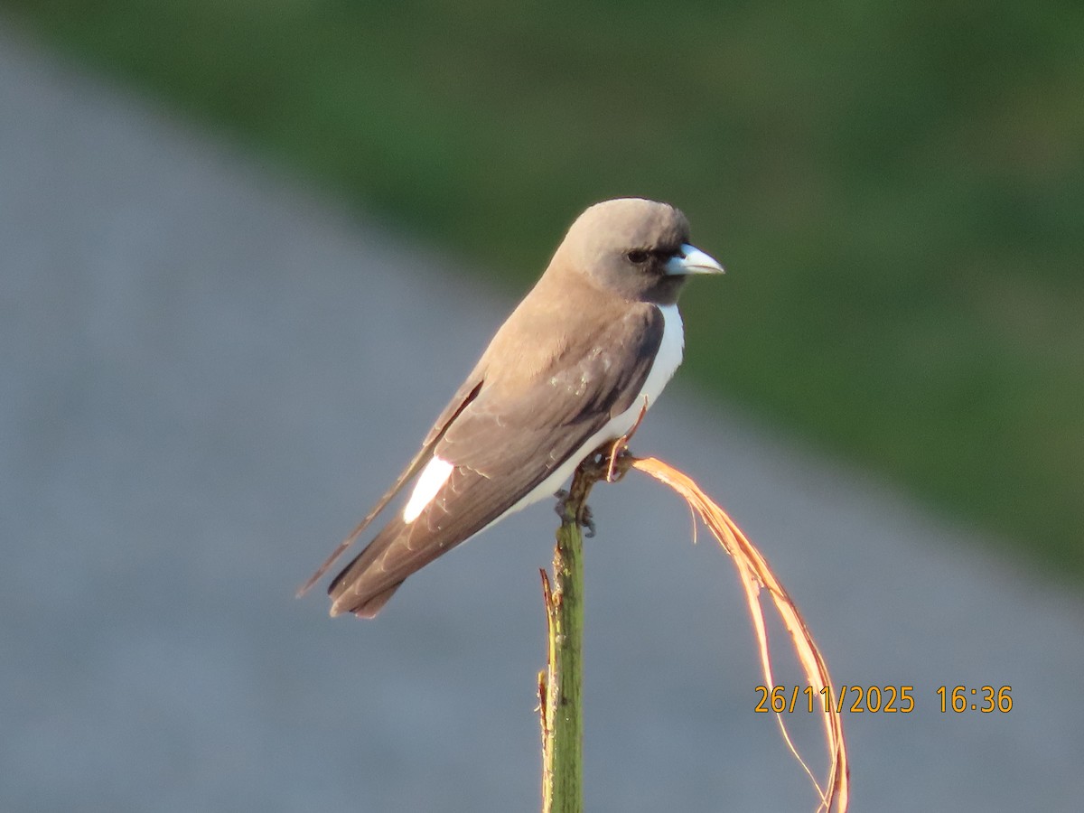 Langrayen à ventre blanc - ML645879936