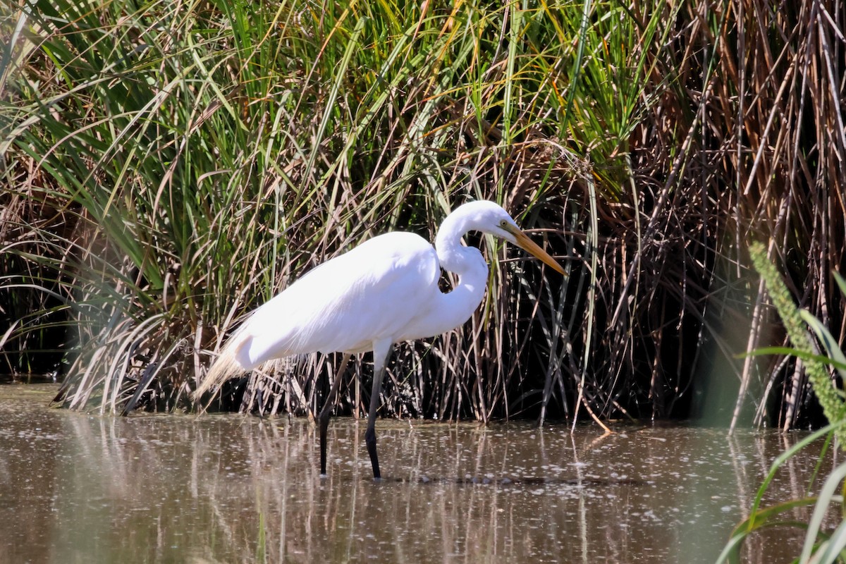 Grande Aigrette - ML645879937