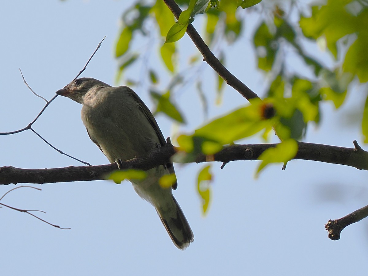 Lesser Honeyguide - ML645879938