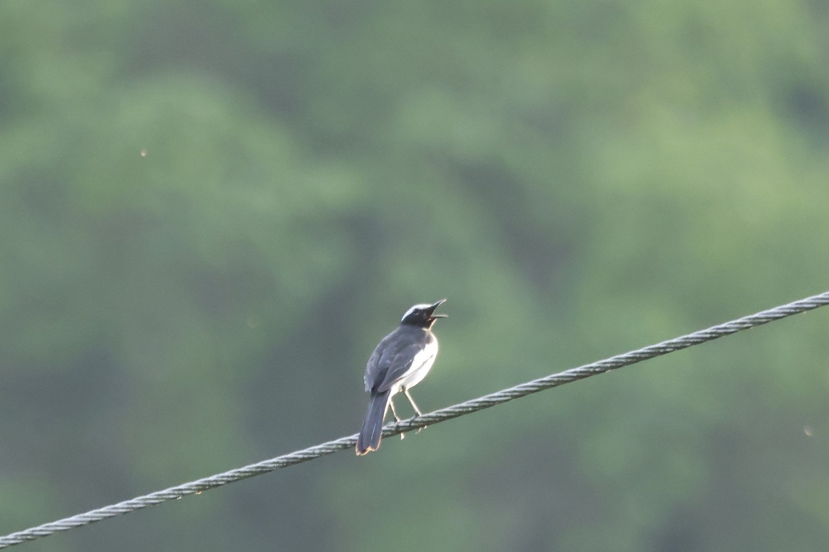 Bergeronnette indienne - ML645879939