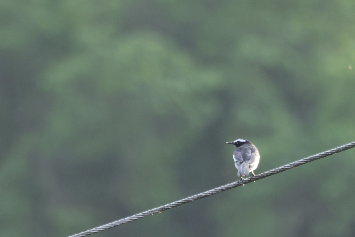 Bergeronnette indienne - ML645879940