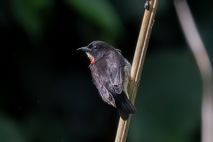 Dicée des Célèbes - ML645879944