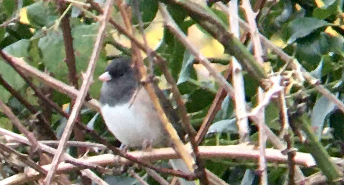Junco ardoisé - ML645879945