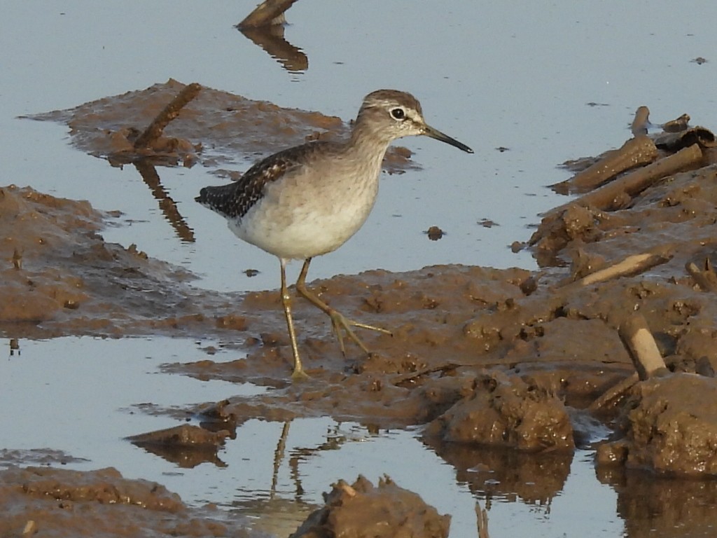 Chevalier sylvain - ML645879946