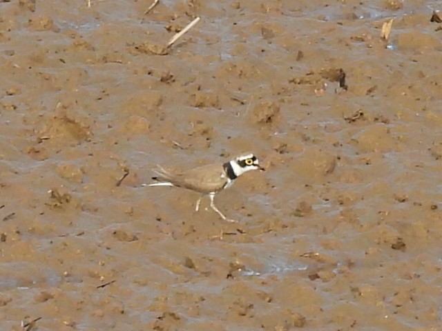 Pluvier petit-gravelot - ML645879948