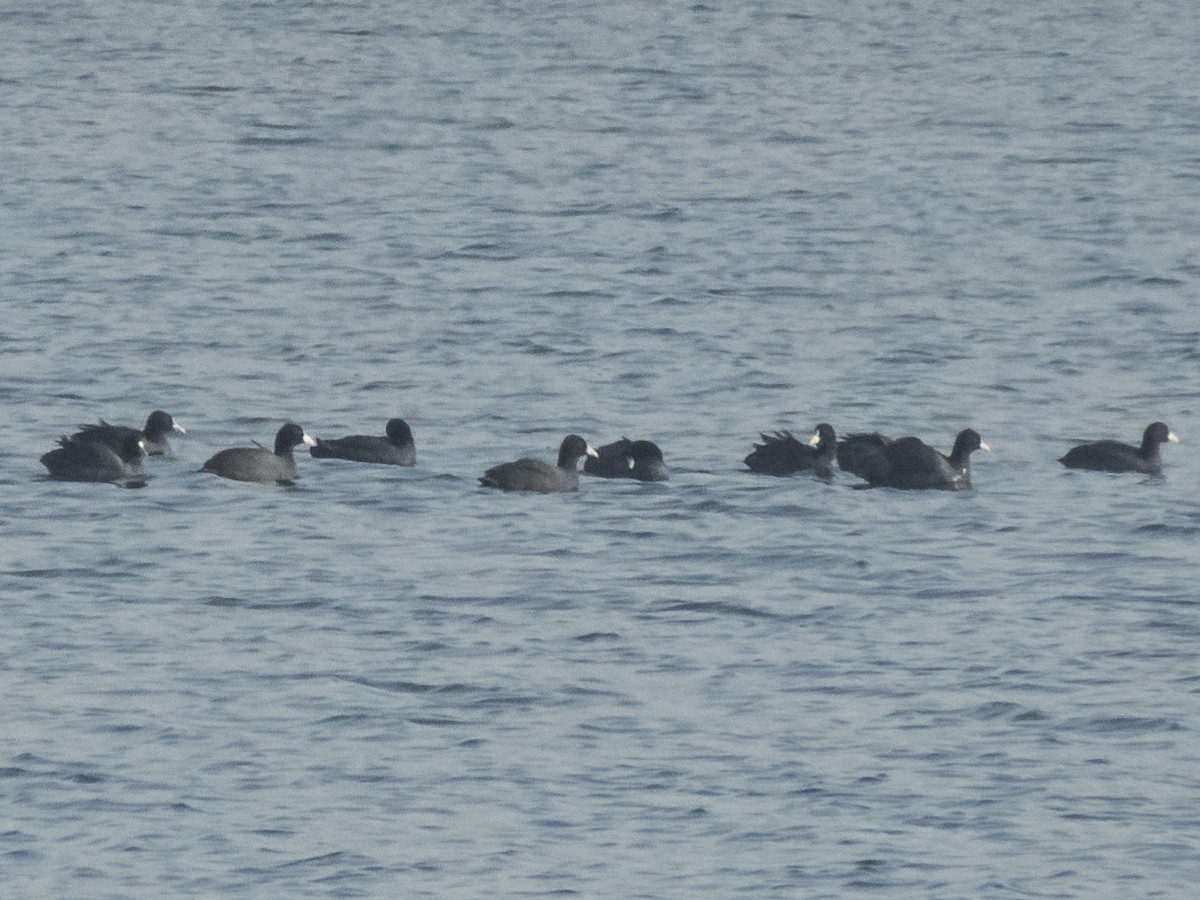 Foulque macroule - ML645879950