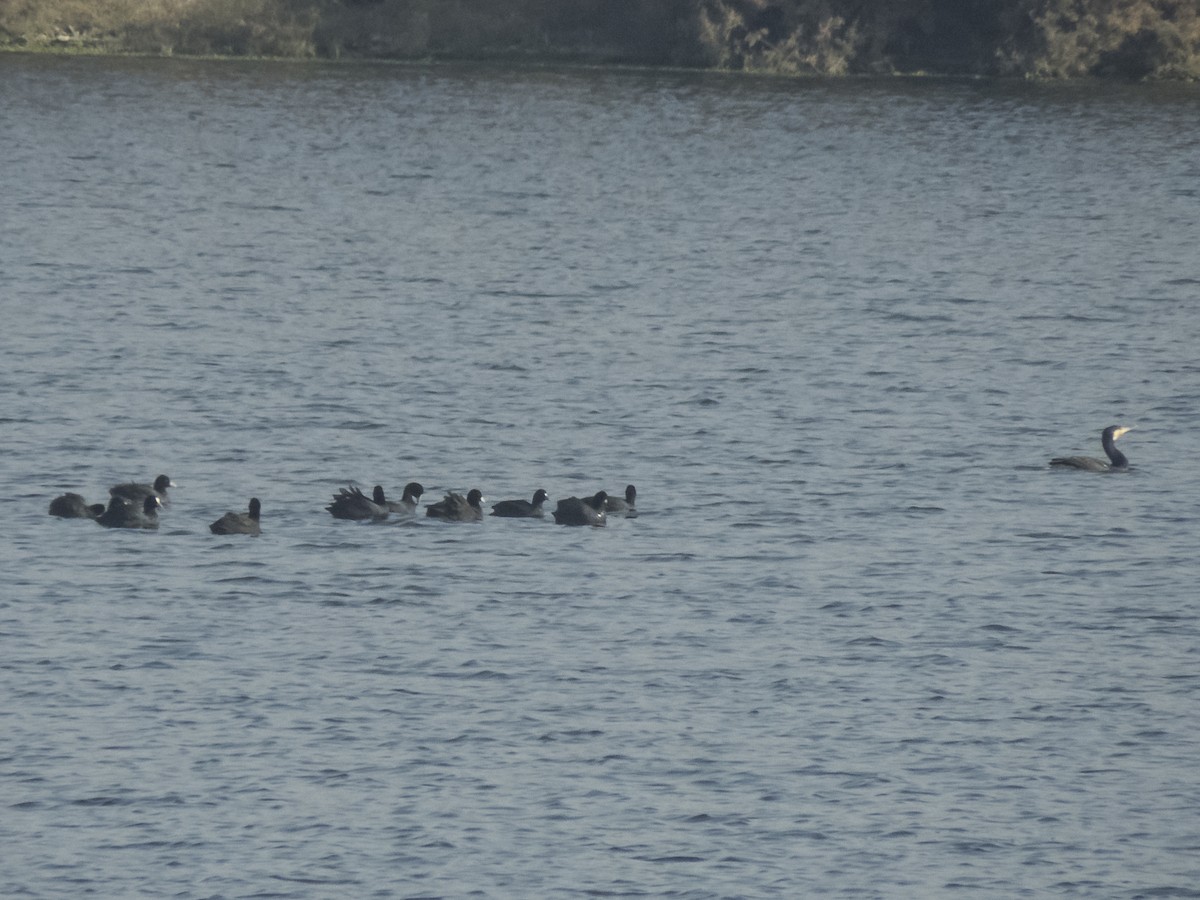 Foulque macroule - ML645879951