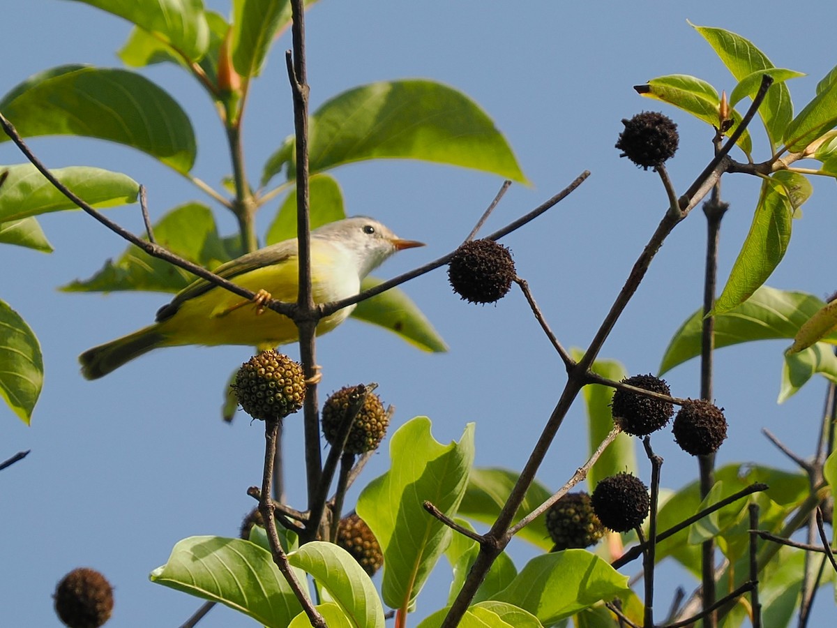 Érémomèle à dos vert - ML645879953