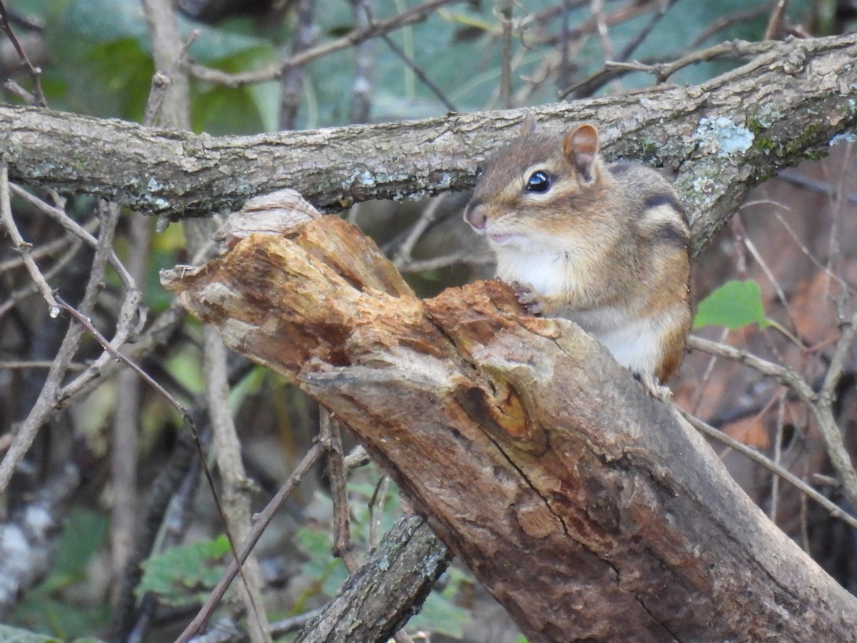 Eastern Chipmunk - ML645879954