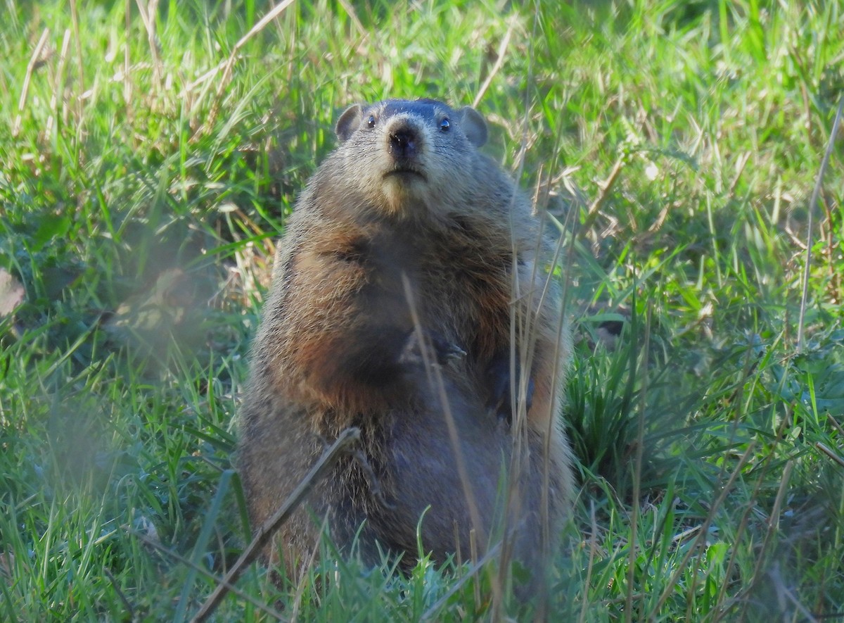 Groundhog - ML645879955
