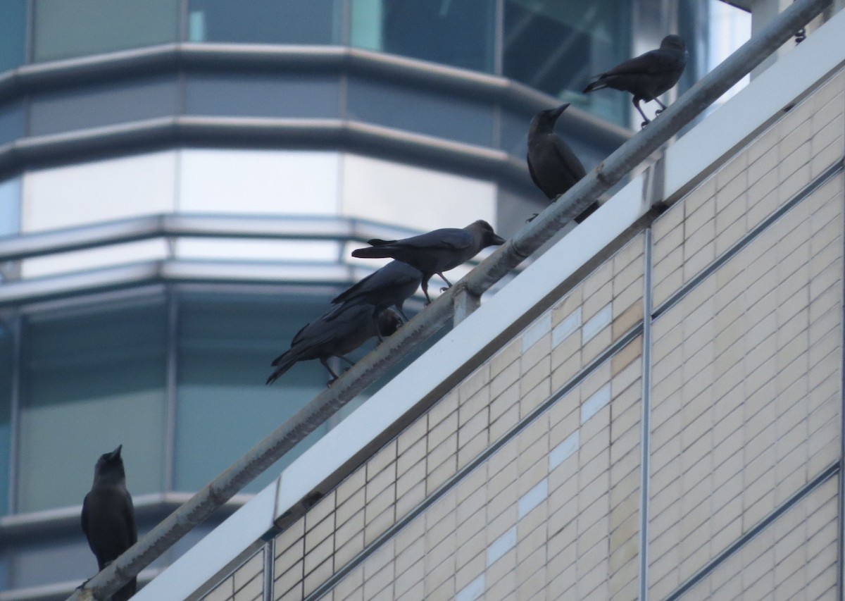 Corbeau familier - ML645879956