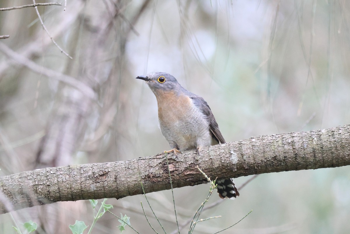 Coucou à éventail - ML645879957