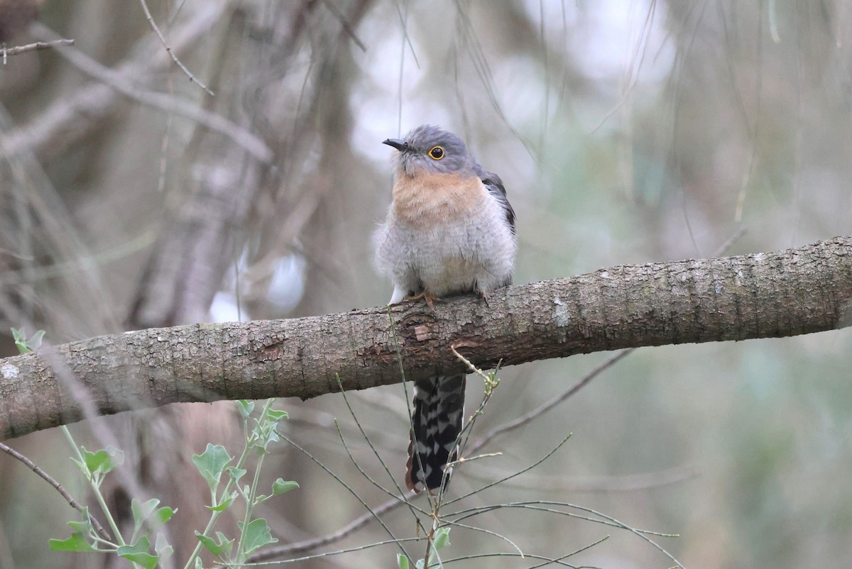 Coucou à éventail - ML645879958