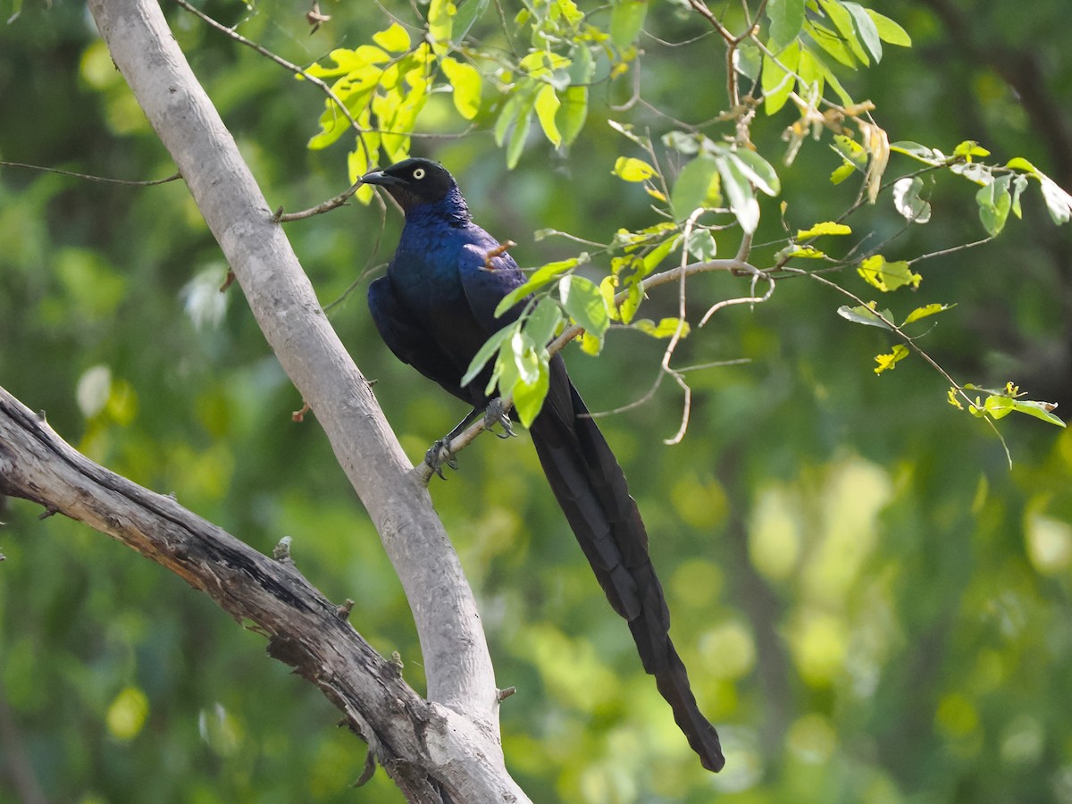 Choucador à longue queue - ML645879959