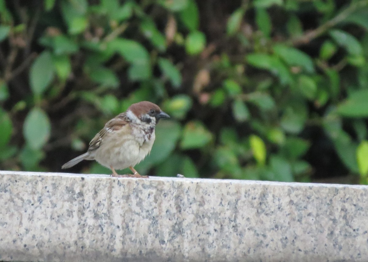 Moineau friquet - ML645879960