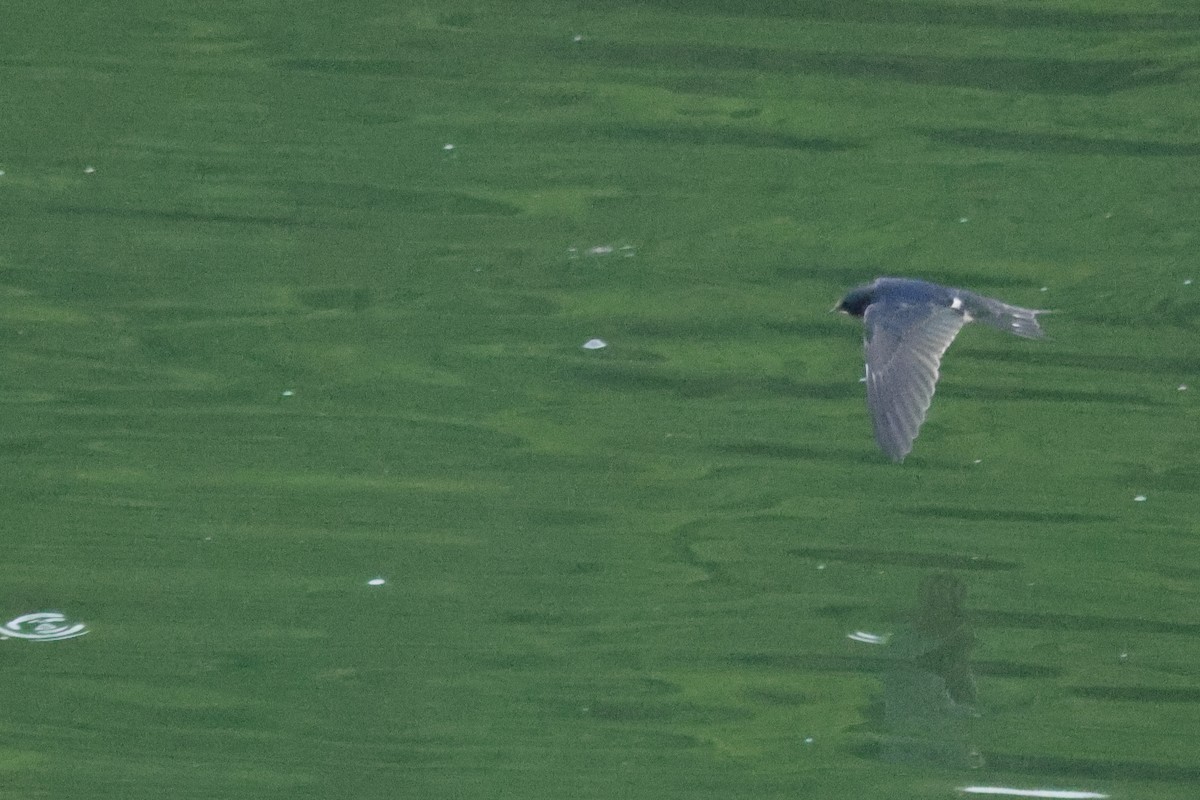 Hirondelle rustique - ML645879961