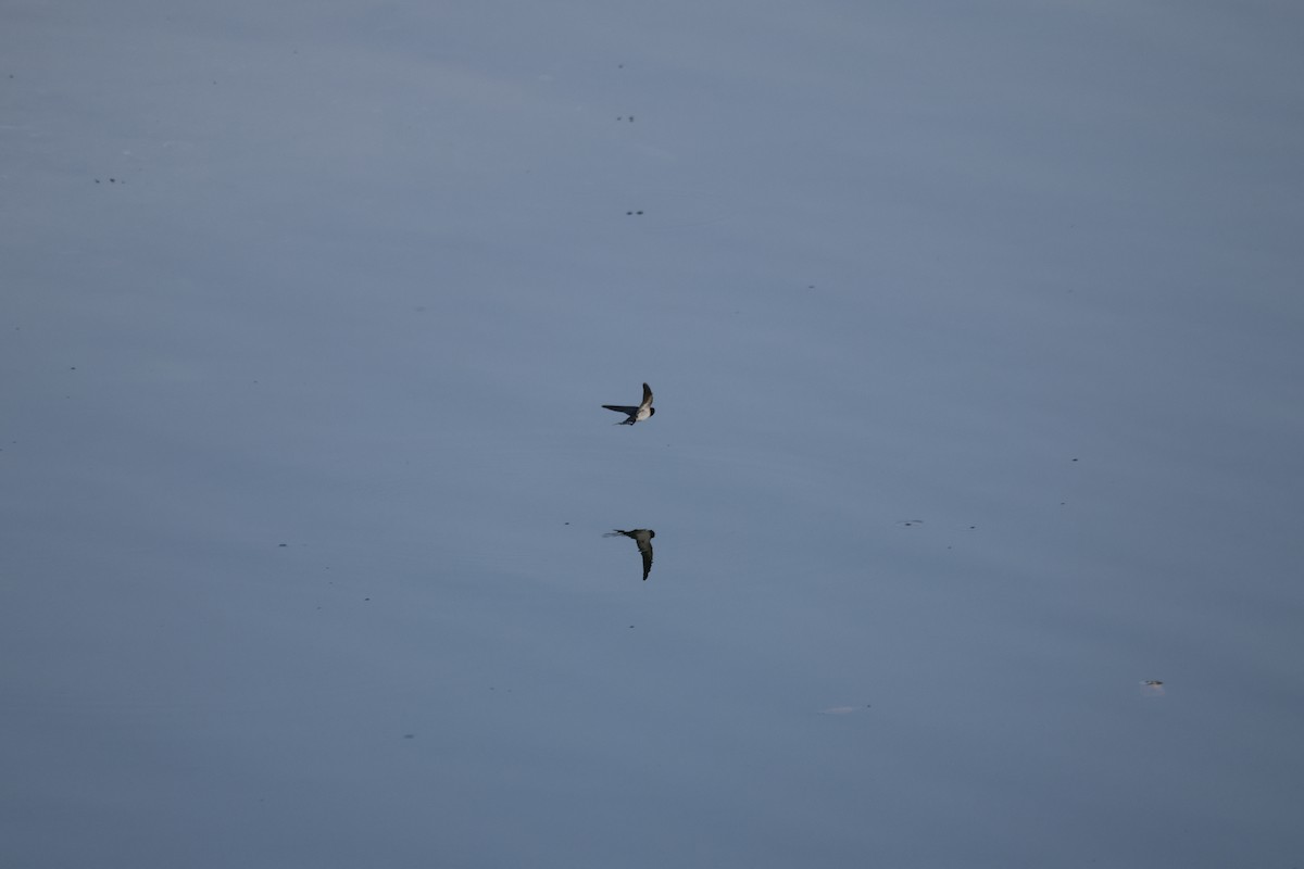 Ластівка сільська - ML645879962