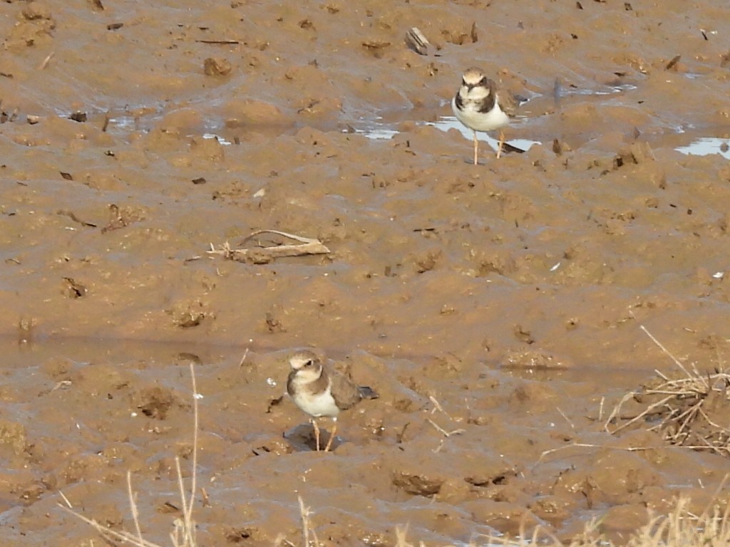 Pluvier petit-gravelot - ML645879963