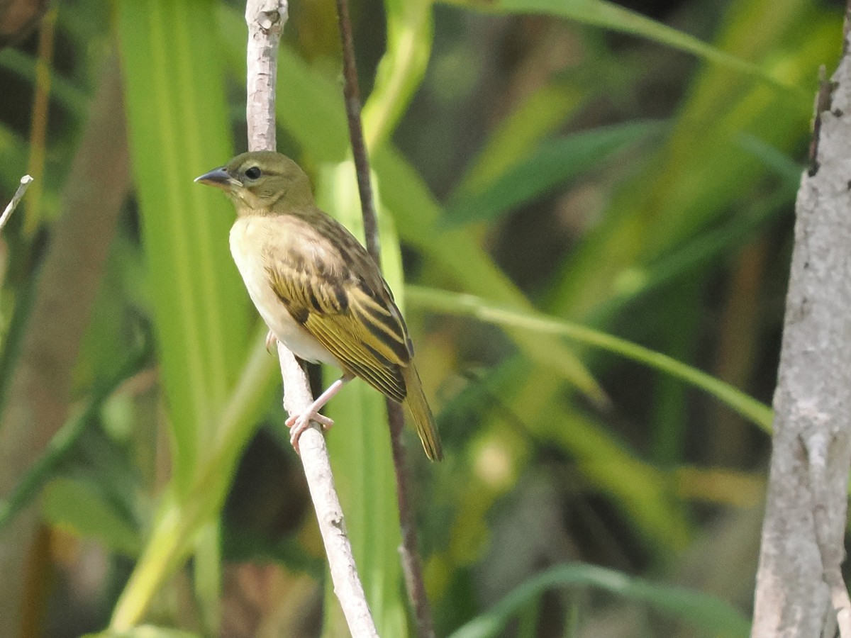 Tisserin à tête noire - ML645879965
