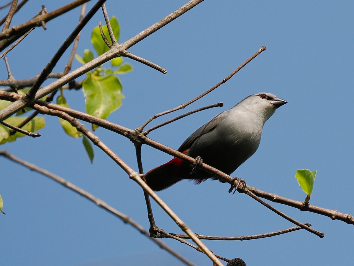 Astrild queue-de-vinaigre - ML645879967